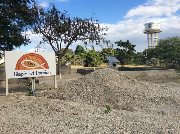 Dopo il pane, i pesci. Partita la produzione di pesci tilapia per la lotta alla malnutrizione e l’autosostenibilità in Haiti